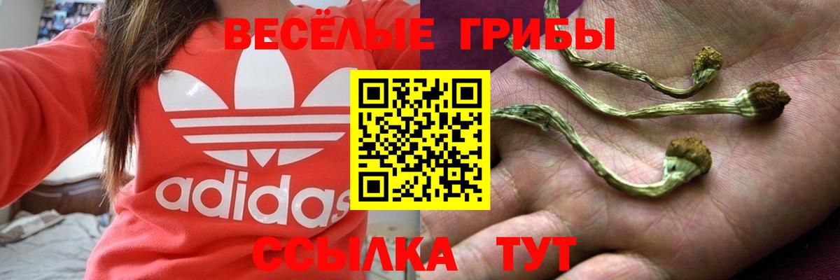 Галлюциногенные грибы Psilocybe Кубинка